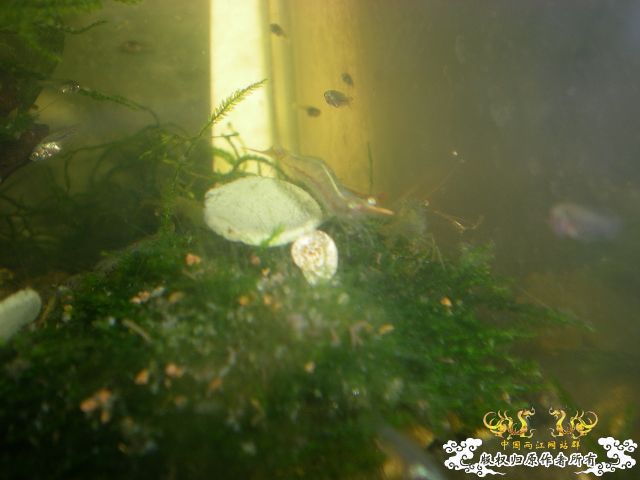 昨天逮到的米虾