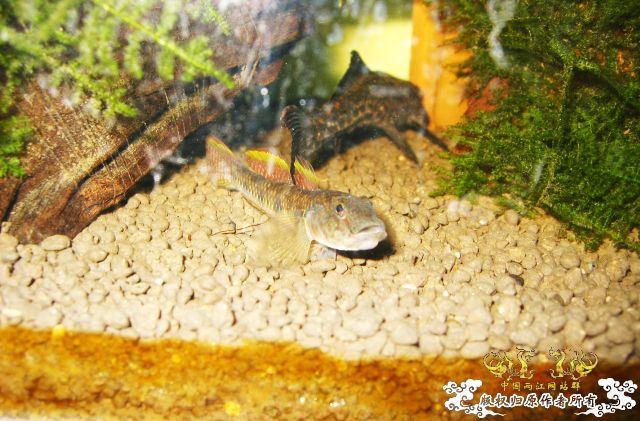 快换大缸了 拍照留恋