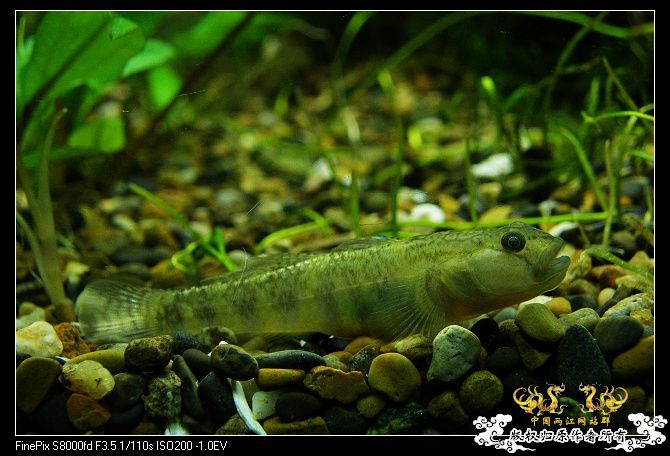 都是波氏吻鰕虎吧?