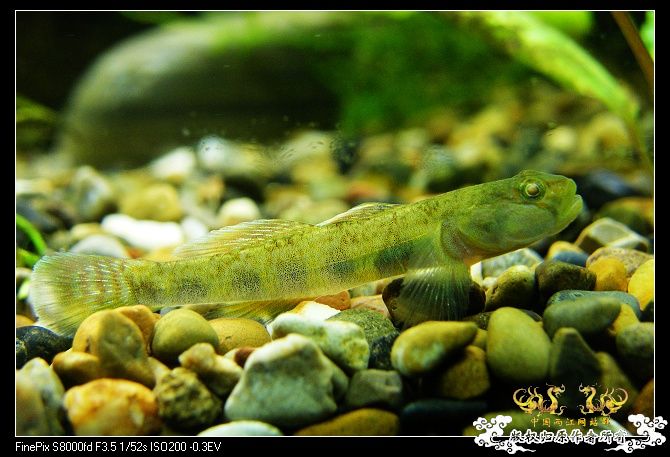 都是波氏吻鰕虎吧?