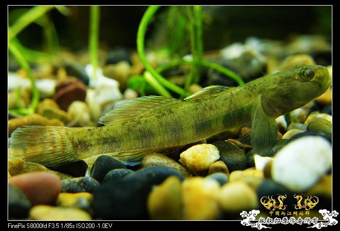 都是波氏吻鰕虎吧?