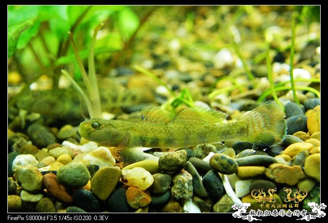 都是波氏吻鰕虎吧?