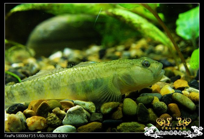 都是波氏吻鰕虎吧?