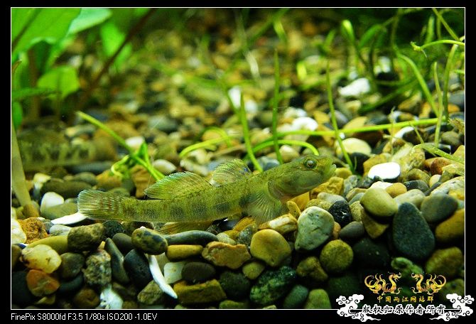 都是波氏吻鰕虎吧?