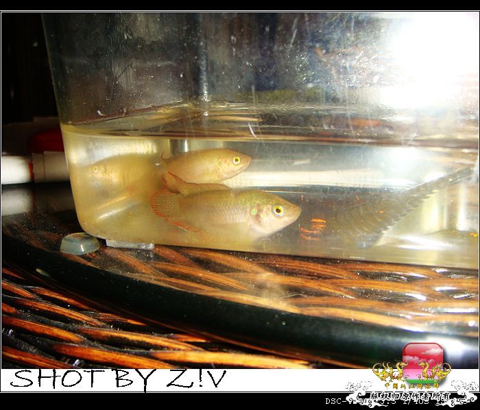 [原创]普、蓝、黑、圆~~~越……？？