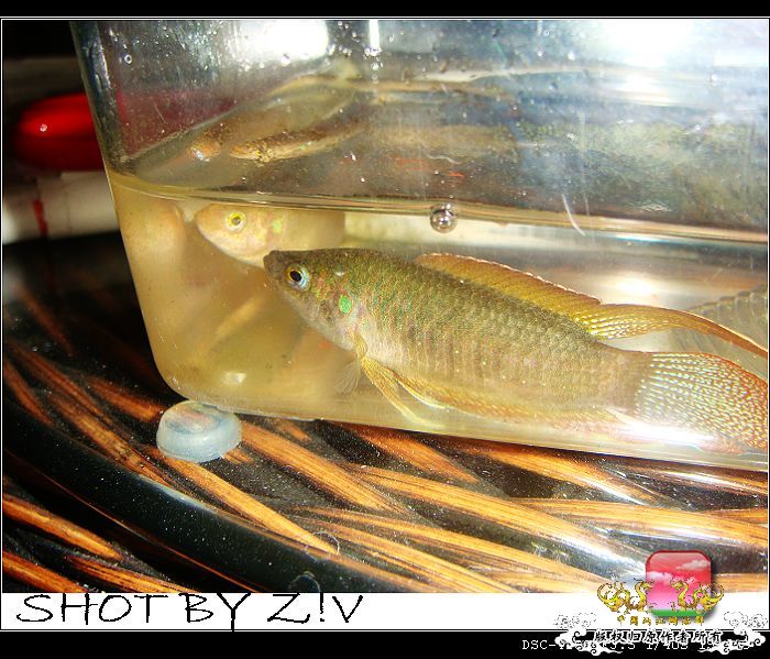 [原创]普、蓝、黑、圆~~~越……？？