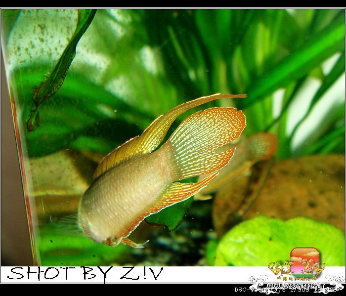 [原创]普、蓝、黑、圆~~~越……？？