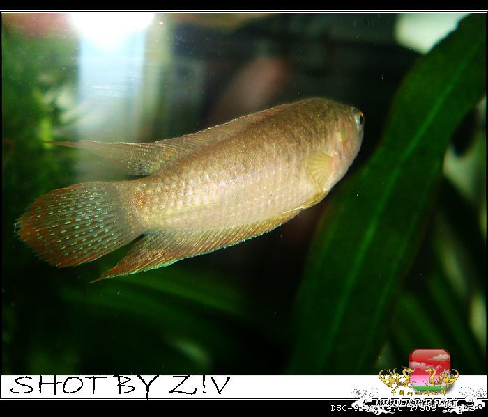 [原创]普、蓝、黑、圆~~~越……？？