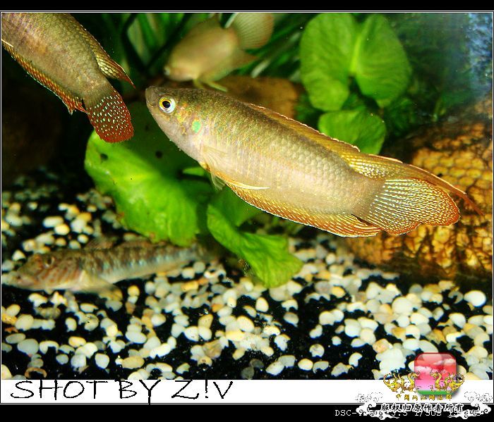 [原创]普、蓝、黑、圆~~~越……？？