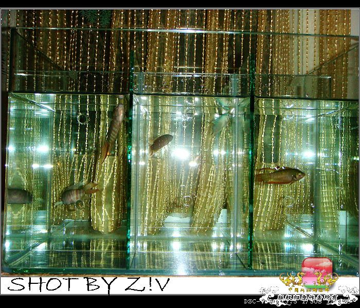 [原创]普、蓝、黑、圆~~~越……？？