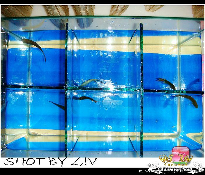 [原创]普、蓝、黑、圆~~~越……？？