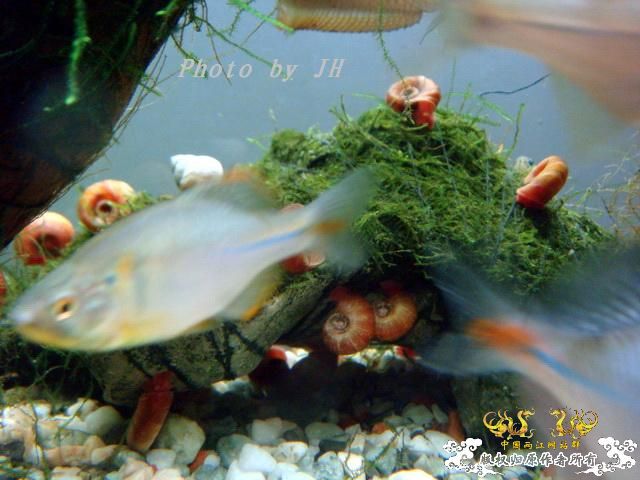 [原创]占山为王