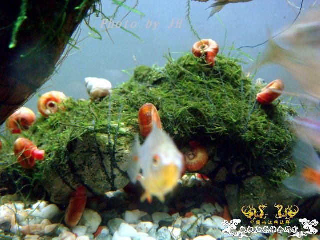 [原创]占山为王