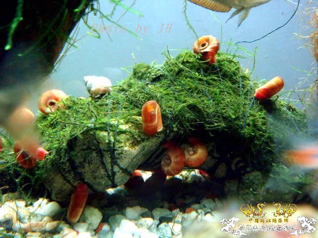 [原创]占山为王