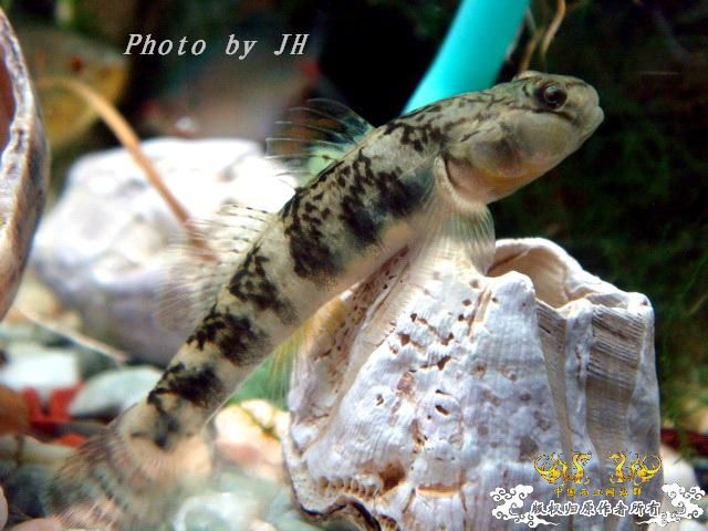 [原创]占山为王