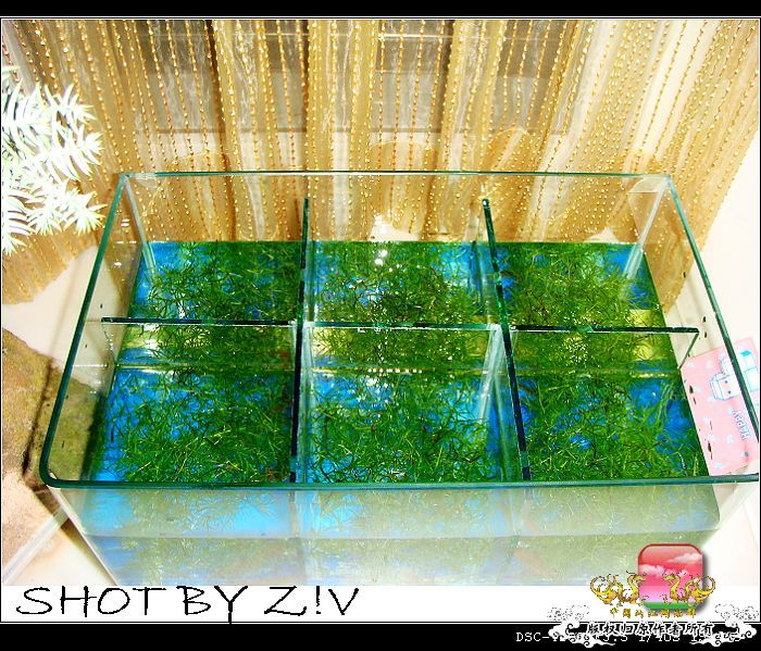 [原创]普、蓝、黑、圆~~~越……？？