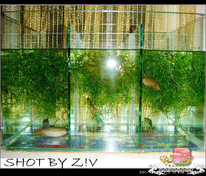 [原创]普、蓝、黑、圆~~~越……？？