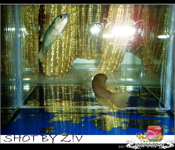 [原创]普、蓝、黑、圆~~~越……？？