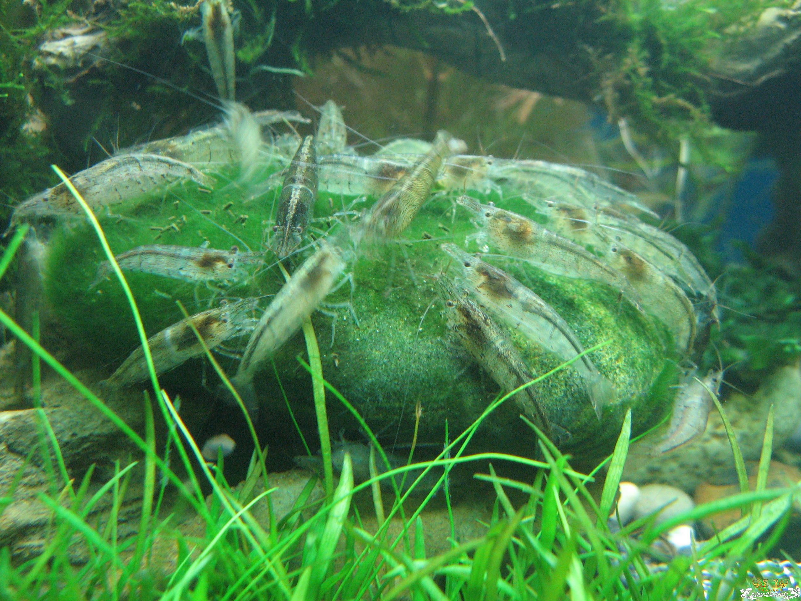 发2张黑壳除藻图