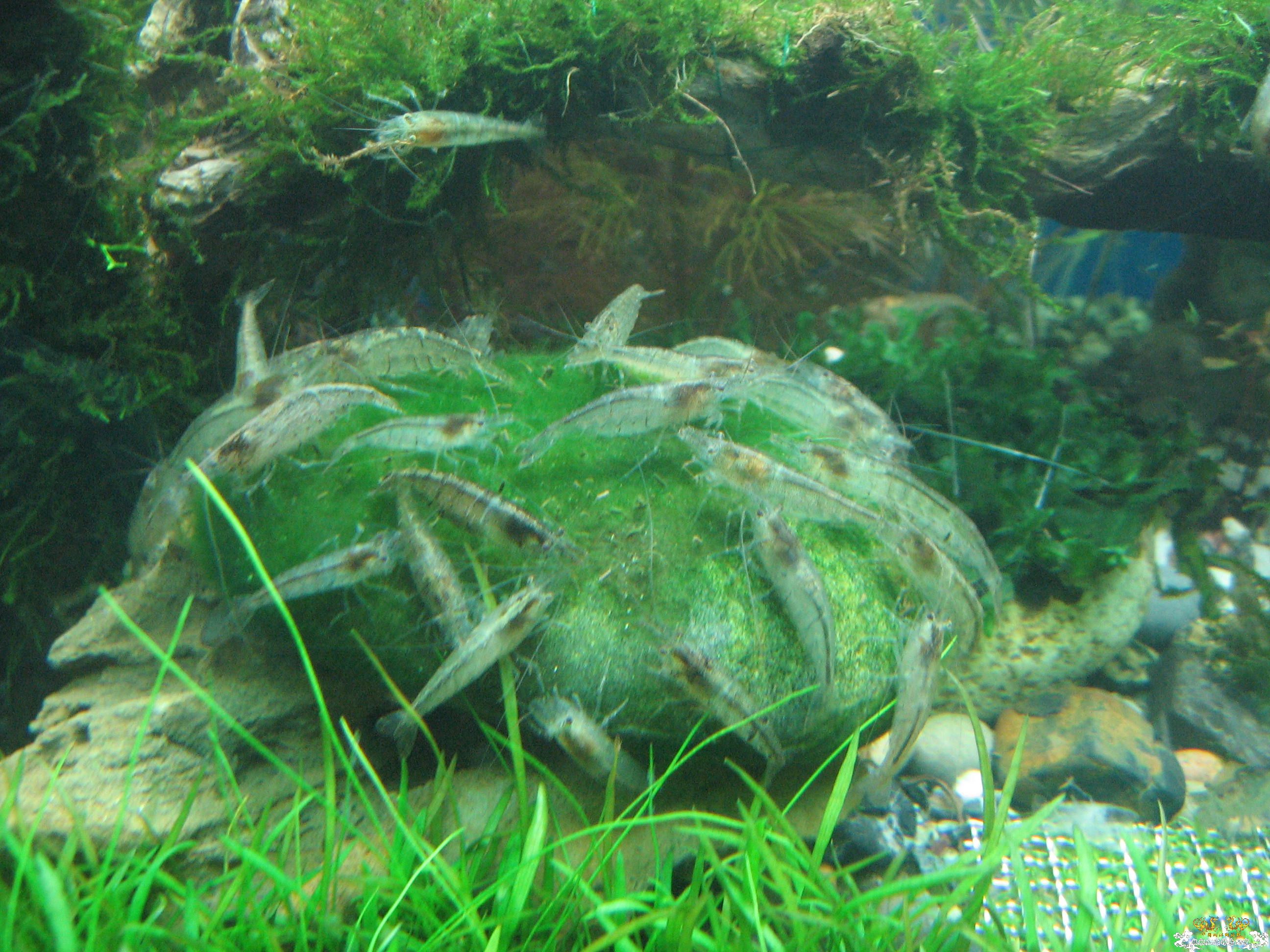 发2张黑壳除藻图