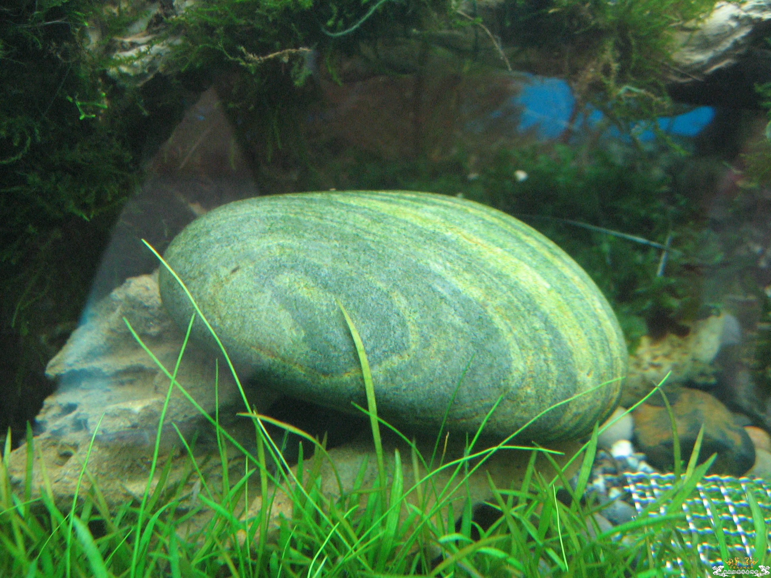 发2张黑壳除藻图