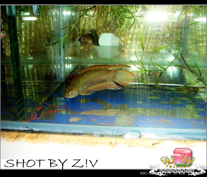 [原创]普、蓝、黑、圆~~~越……？？