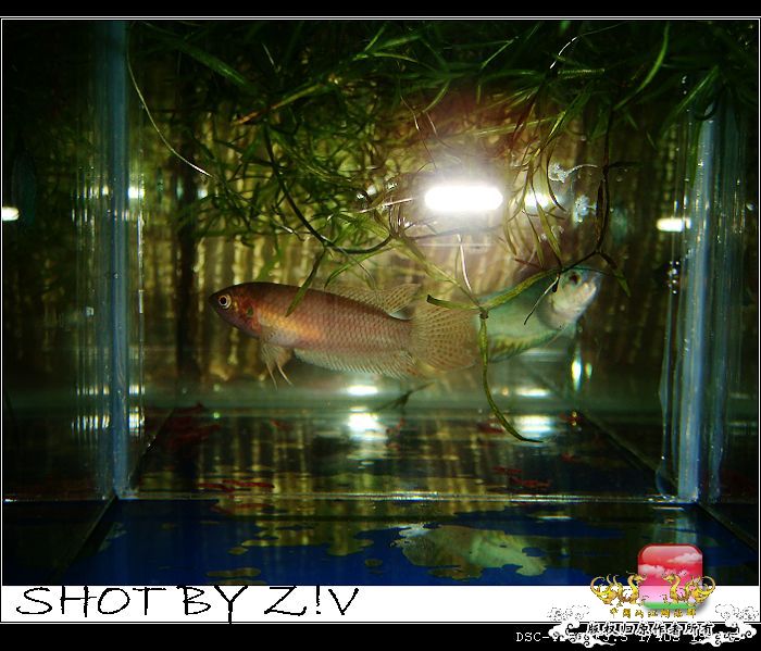 [原创]普、蓝、黑、圆~~~越……？？