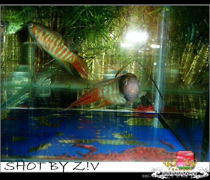 [原创]普、蓝、黑、圆~~~越……？？