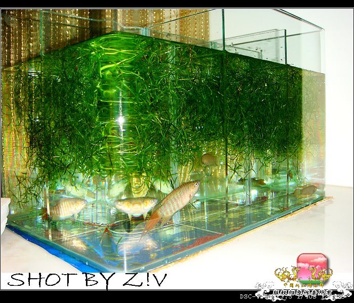 [原创]普、蓝、黑、圆~~~越……？？