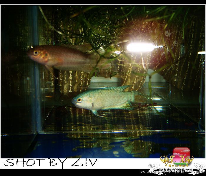 [原创]普、蓝、黑、圆~~~越……？？