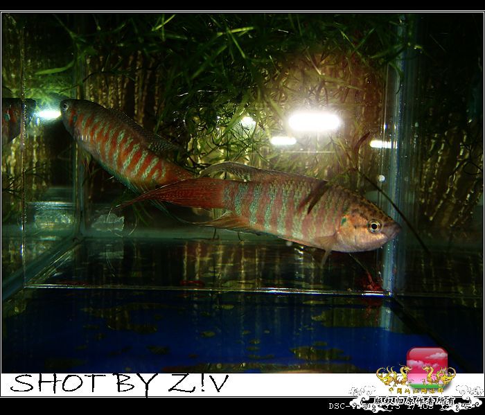 [原创]普、蓝、黑、圆~~~越……？？