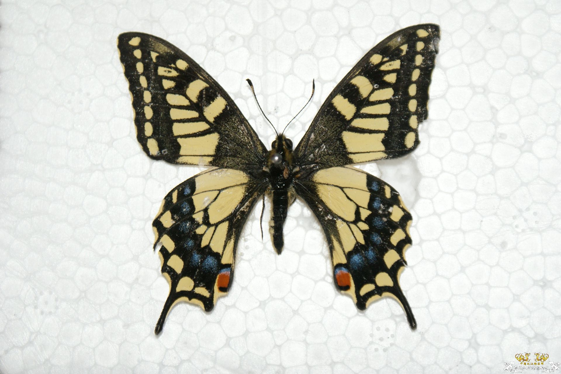 我的两个蝴蝶标本