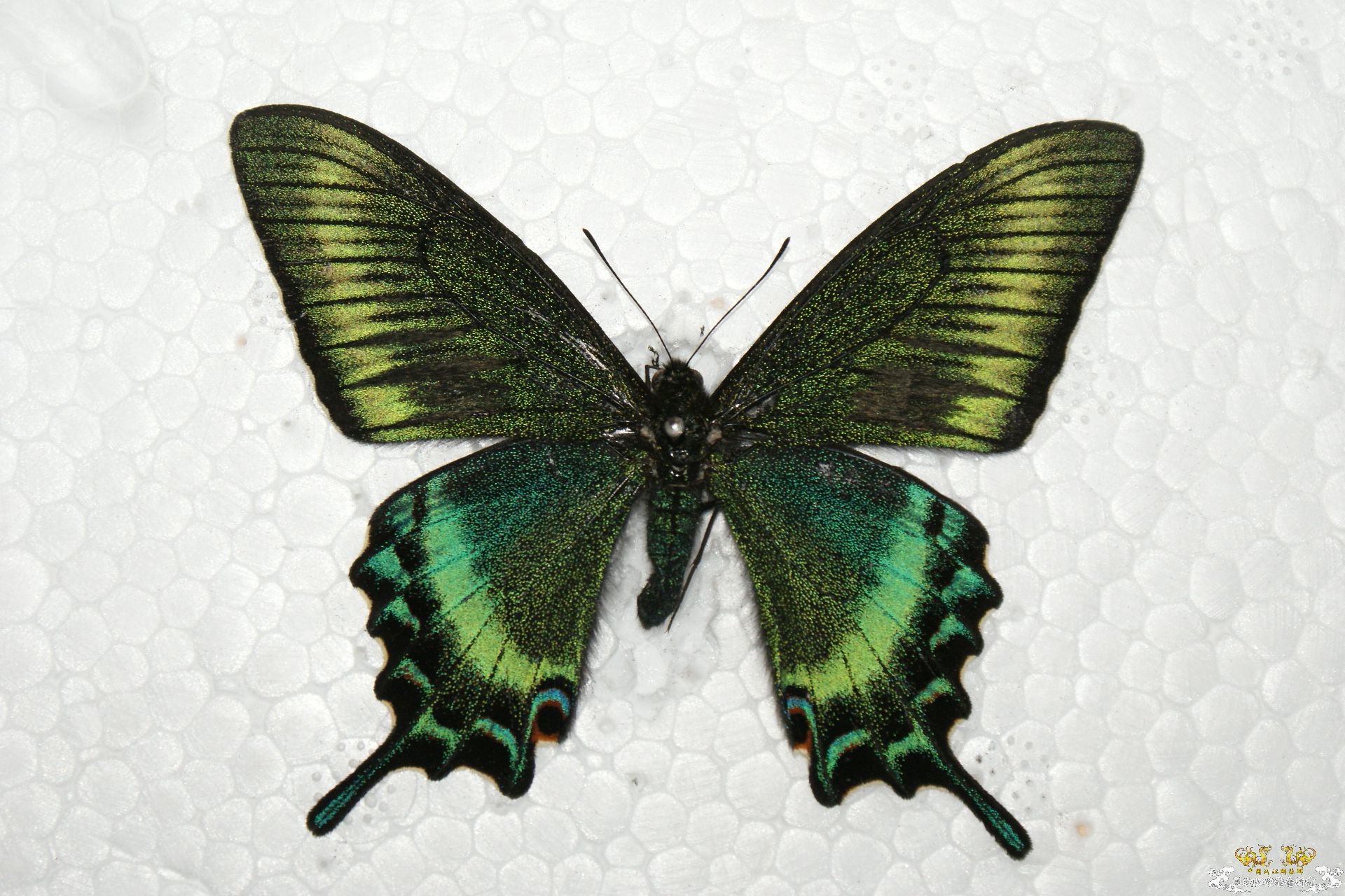 我的两个蝴蝶标本