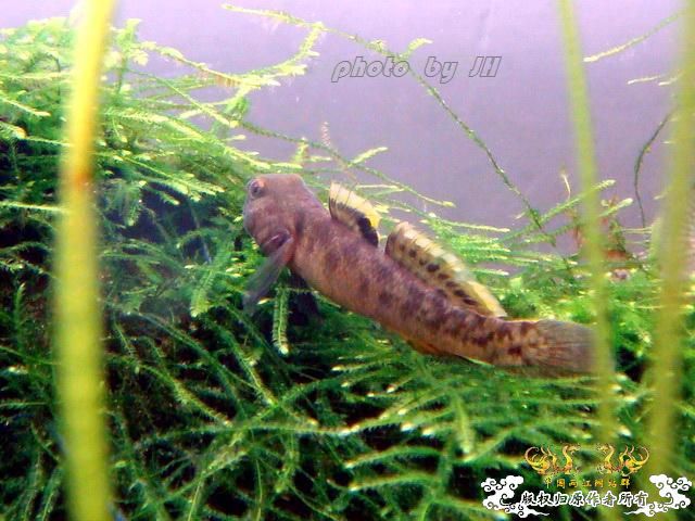 [原创]王者之美