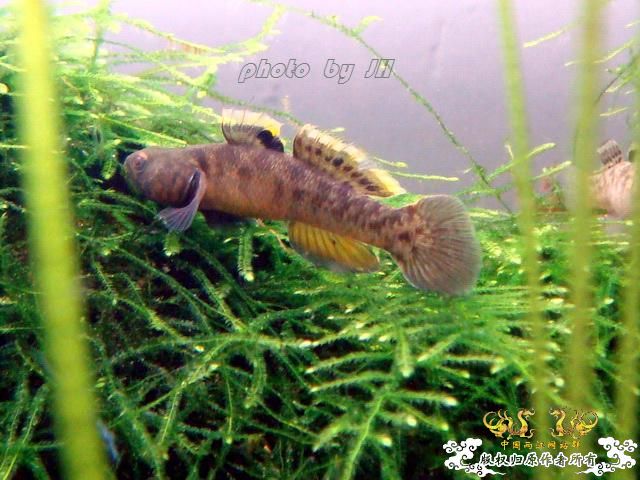 [原创]王者之美