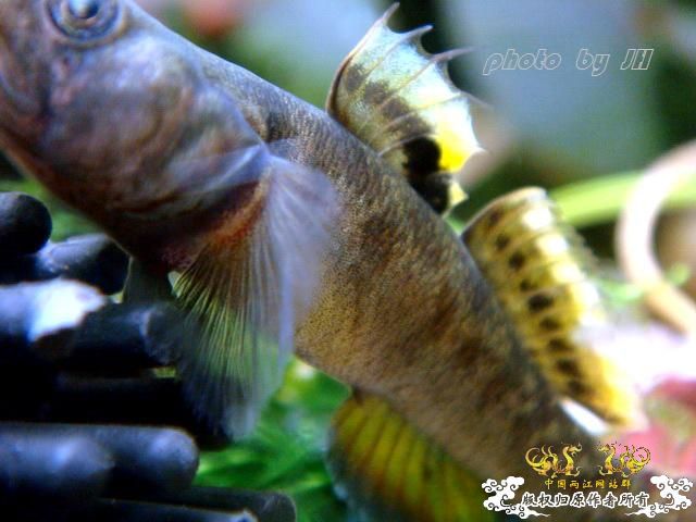 [原创]王者之美