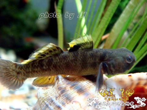 [原创]王者之美