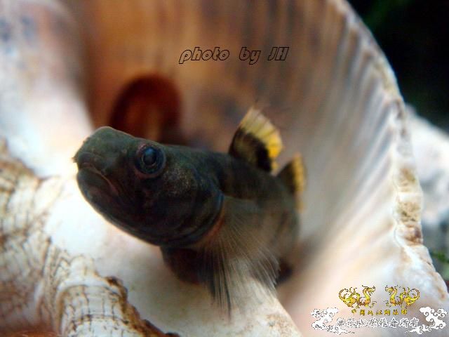 [原创]王者之美