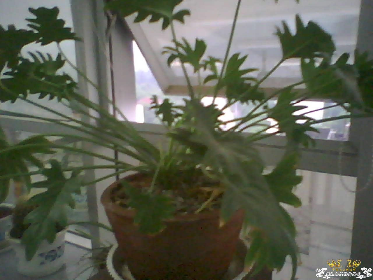 什么植物？？？上新图片了，麻烦大家再看看~~~~~~~~~~~