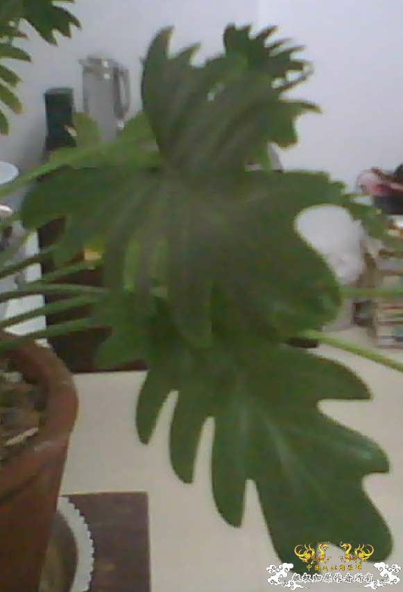 什么植物？？？上新图片了，麻烦大家再看看~~~~~~~~~~~