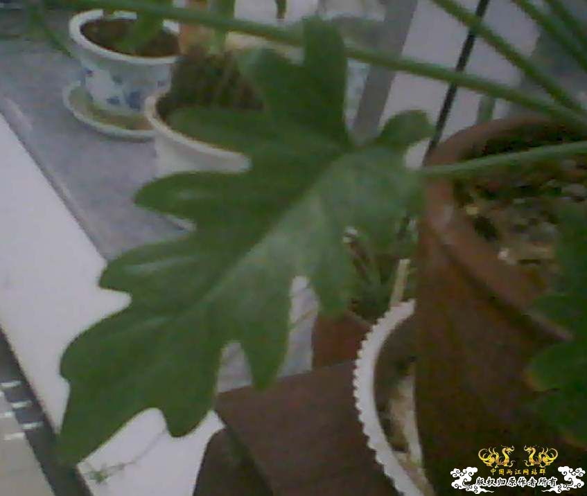 什么植物？？？上新图片了，麻烦大家再看看~~~~~~~~~~~