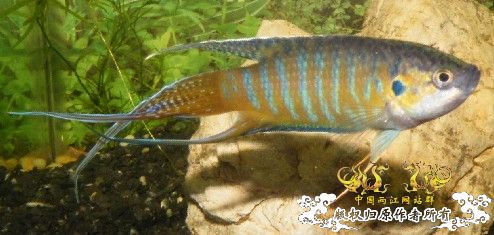 到这里来混混--我的拉丝叉叉