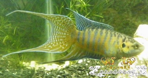 到这里来混混--我的拉丝叉叉