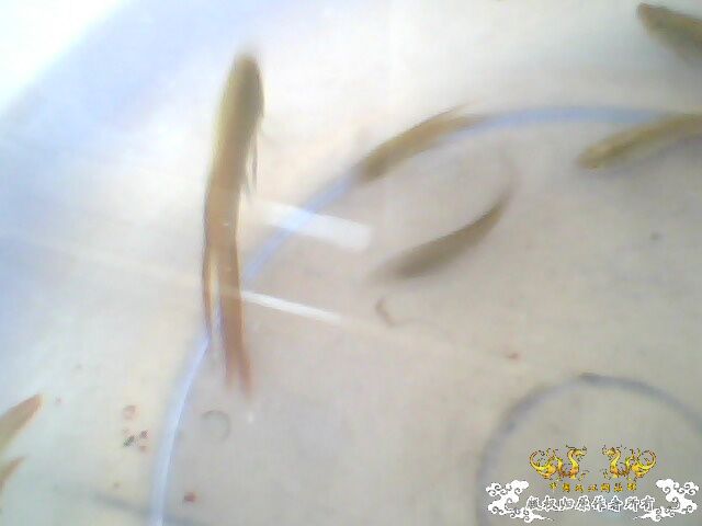 最大的圆尾你们见过多大的？