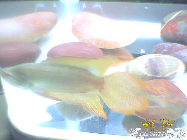 最大的圆尾你们见过多大的？