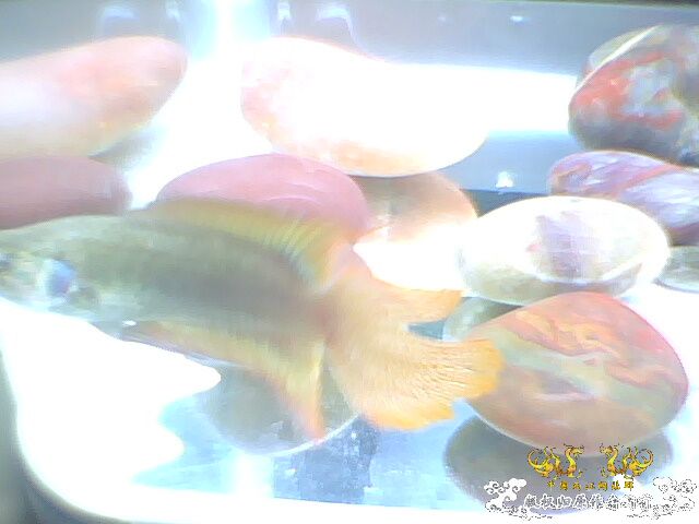 最大的圆尾你们见过多大的？