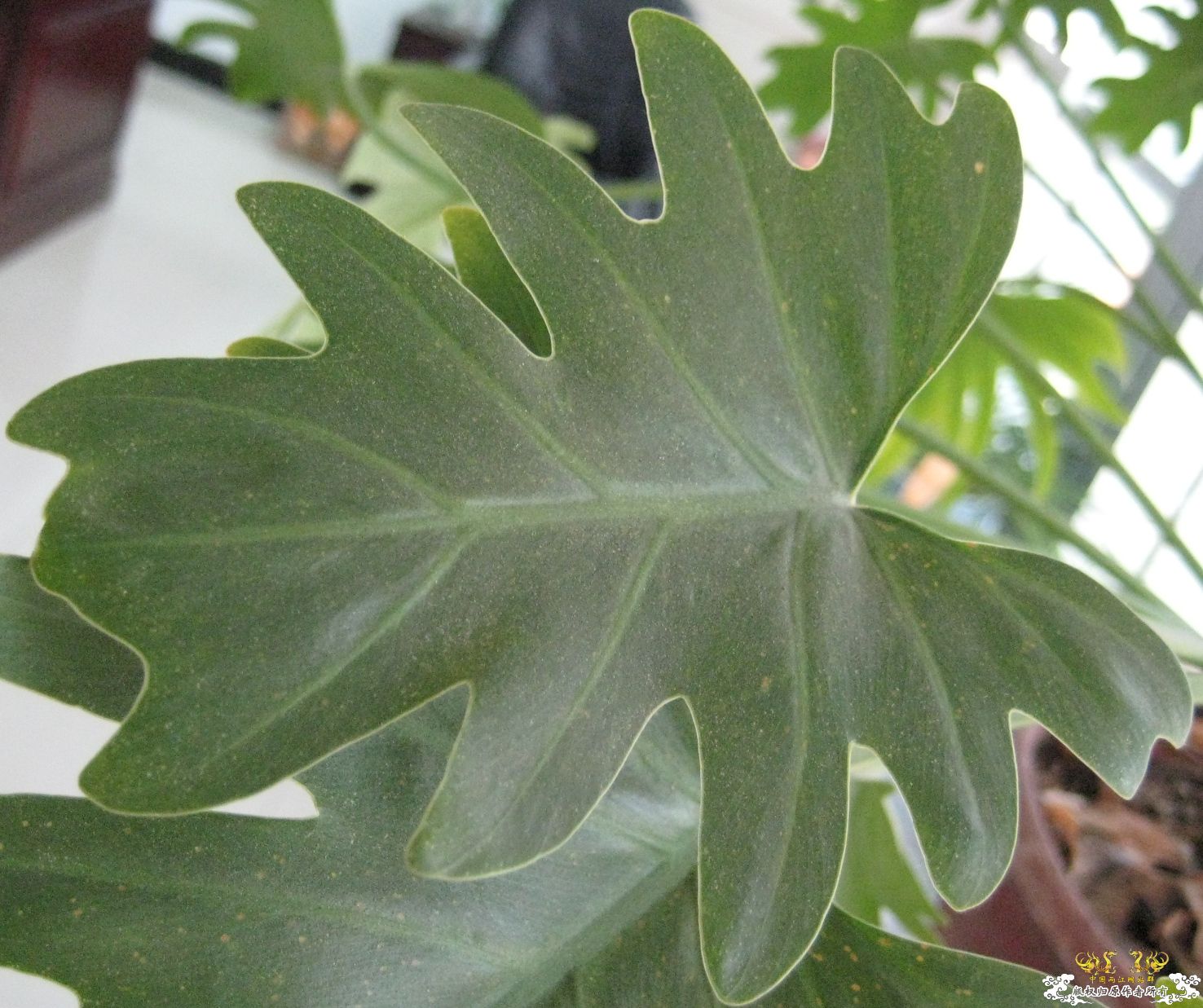 什么植物？？？上新图片了，麻烦大家再看看~~~~~~~~~~~