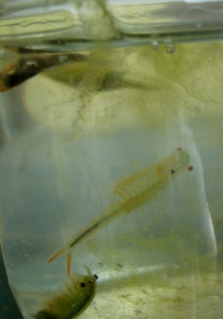 鱼塘中发现的东东,请问是什么虫??