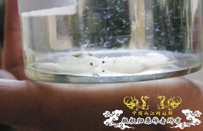 鱼塘中发现的东东,请问是什么虫??