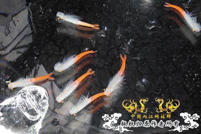 鱼塘中发现的东东,请问是什么虫??